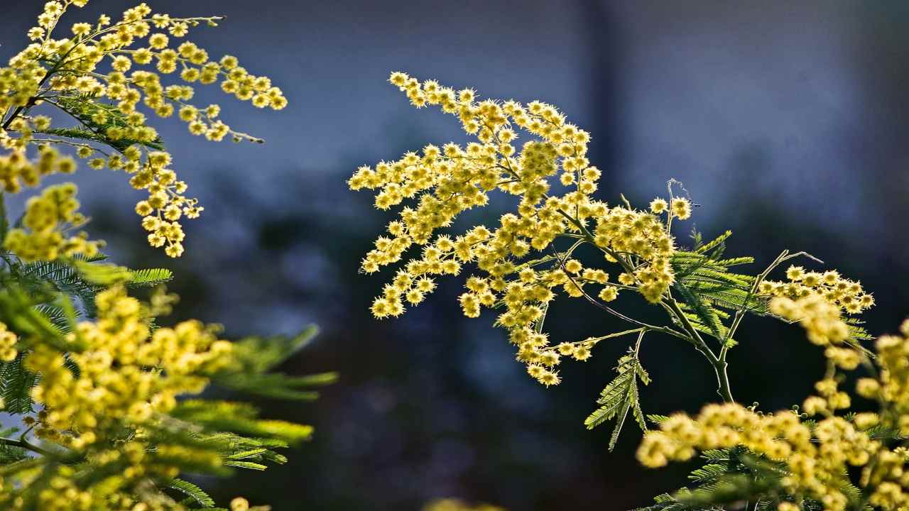 8 marzo fiori da regalare donna