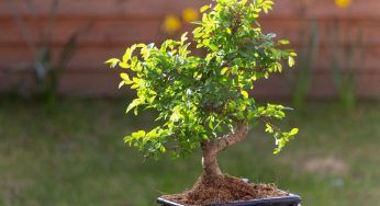 Potatura dell’olmo prebonsai: quali sono i rami giusti da tagliare