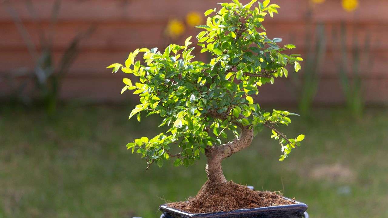 potatura olmo prebonsai