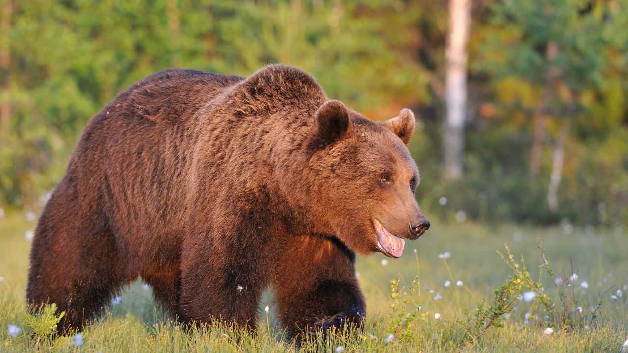 abbattere orso Trento