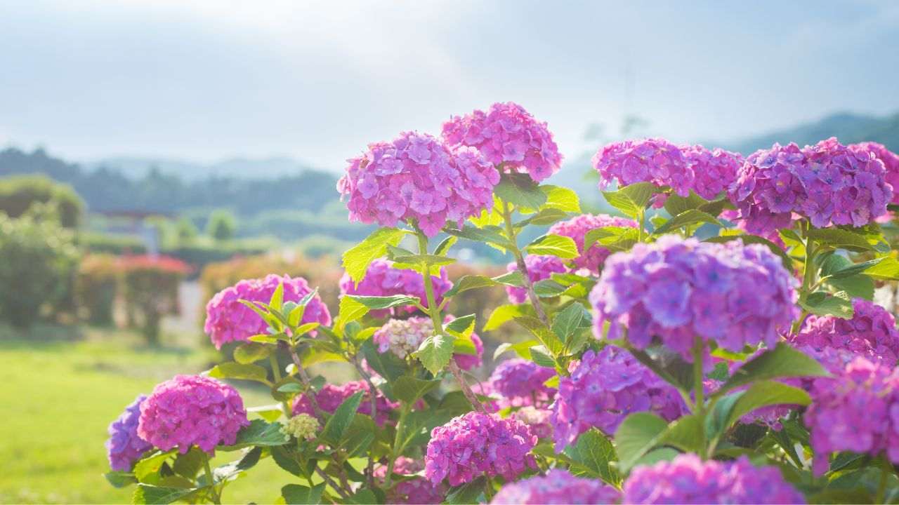 Ortensie forti sane trucchi