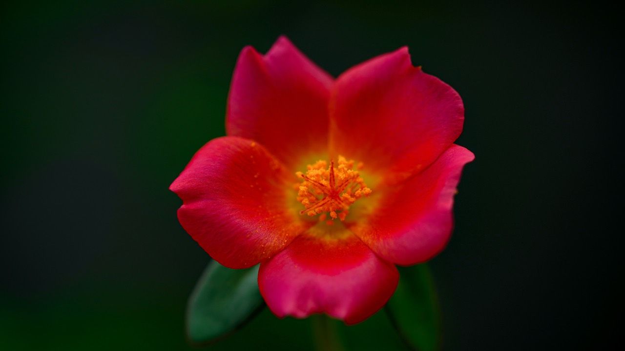 portulaca benefici