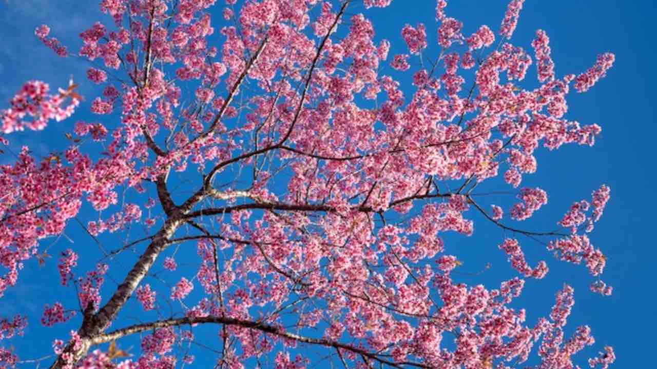 Prunus subhirtella 'Pendula' albero