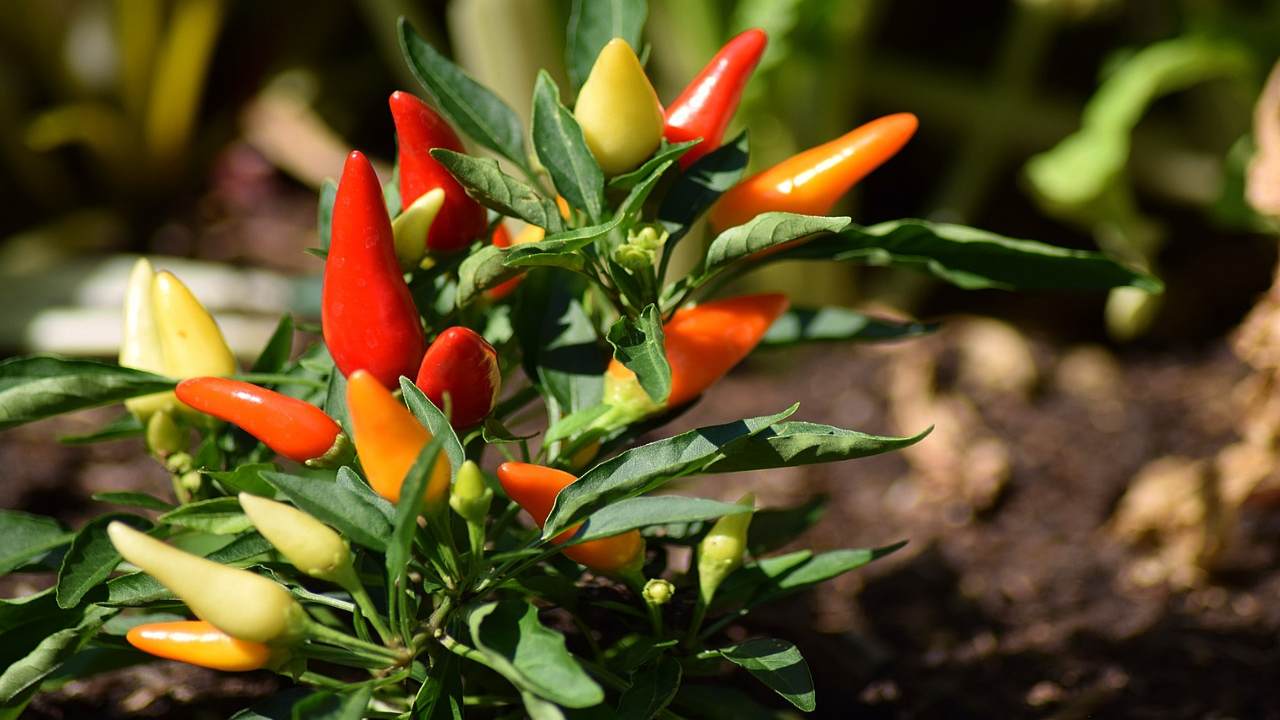 consigli per seminare peperoncini