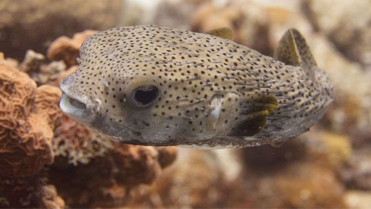 Pesce porcospino Italia pericolo motivo (Canva) - Orizzontenergia.it