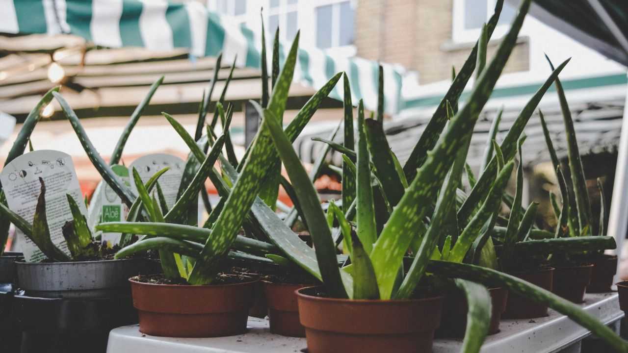 aloe vera moltiplicarla metodo casalingo