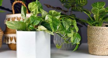 Aumenta la crescita del pothos, puoi farlo con poche dritte
