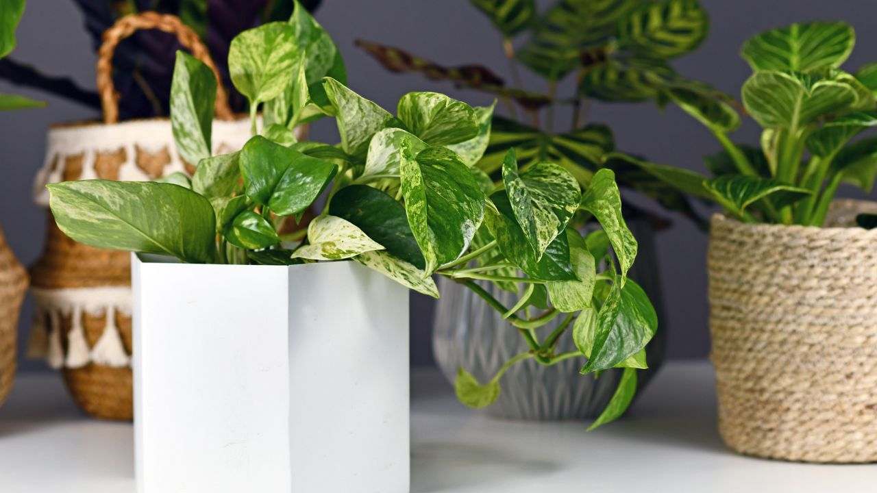 aumentare crescita pothos