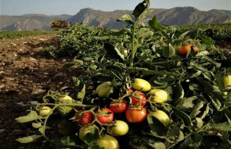 pianta di pomodoro senza acqua