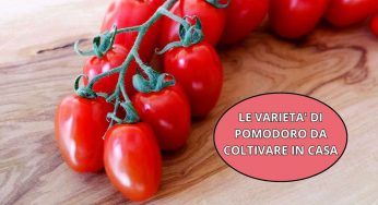 Varietà di pomodoro, la lista delle migliori da coltivare