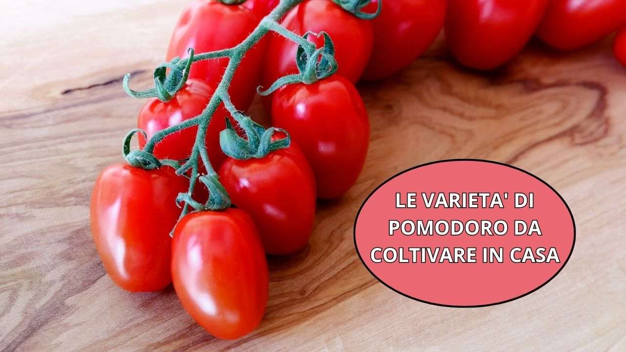 varietà pomodoro lista