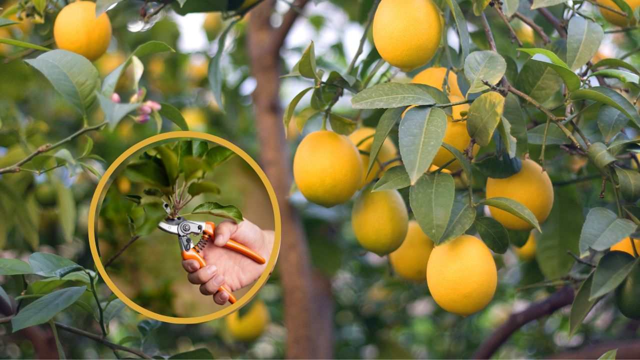 quanto potano limoni guida