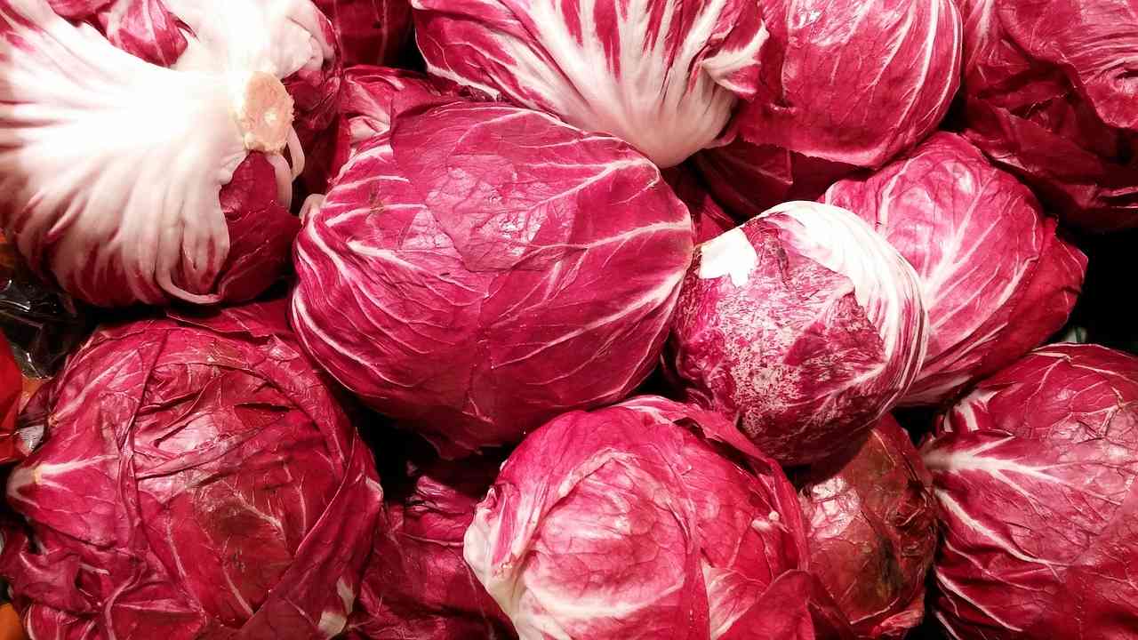 coltivare radicchio da scarto