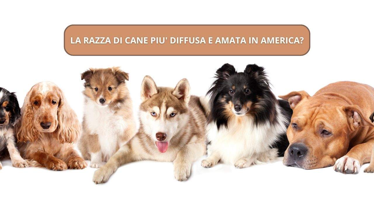 razza cane diffusa America