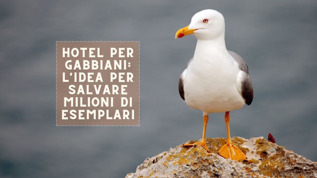 hotel gabbiani salvare esemplari