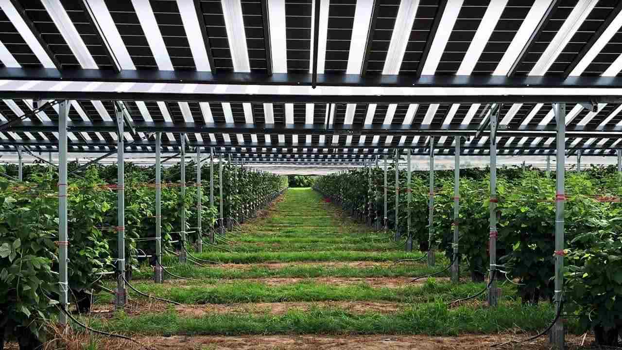 agrivoltaico produzione energia green