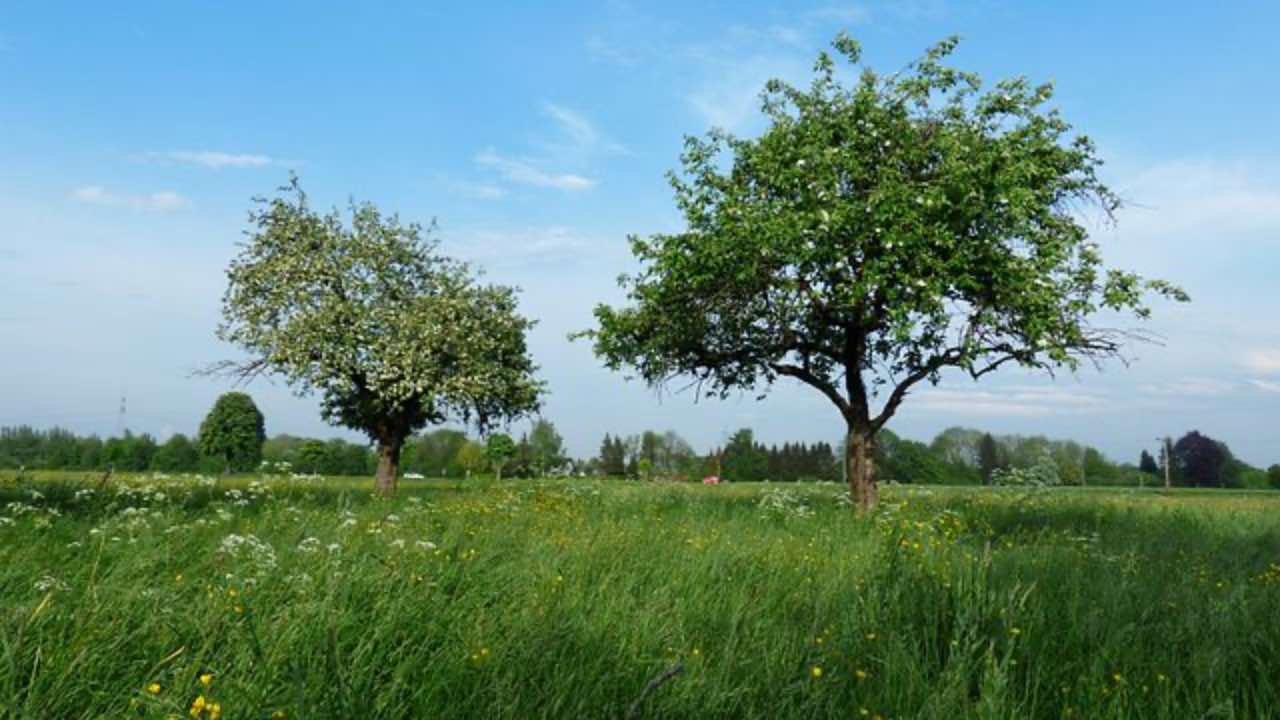 alberi rendono ricchi