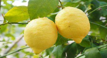 La tecnica virale che farà crescere i tuoi limoni in un lampo: innaffiali così