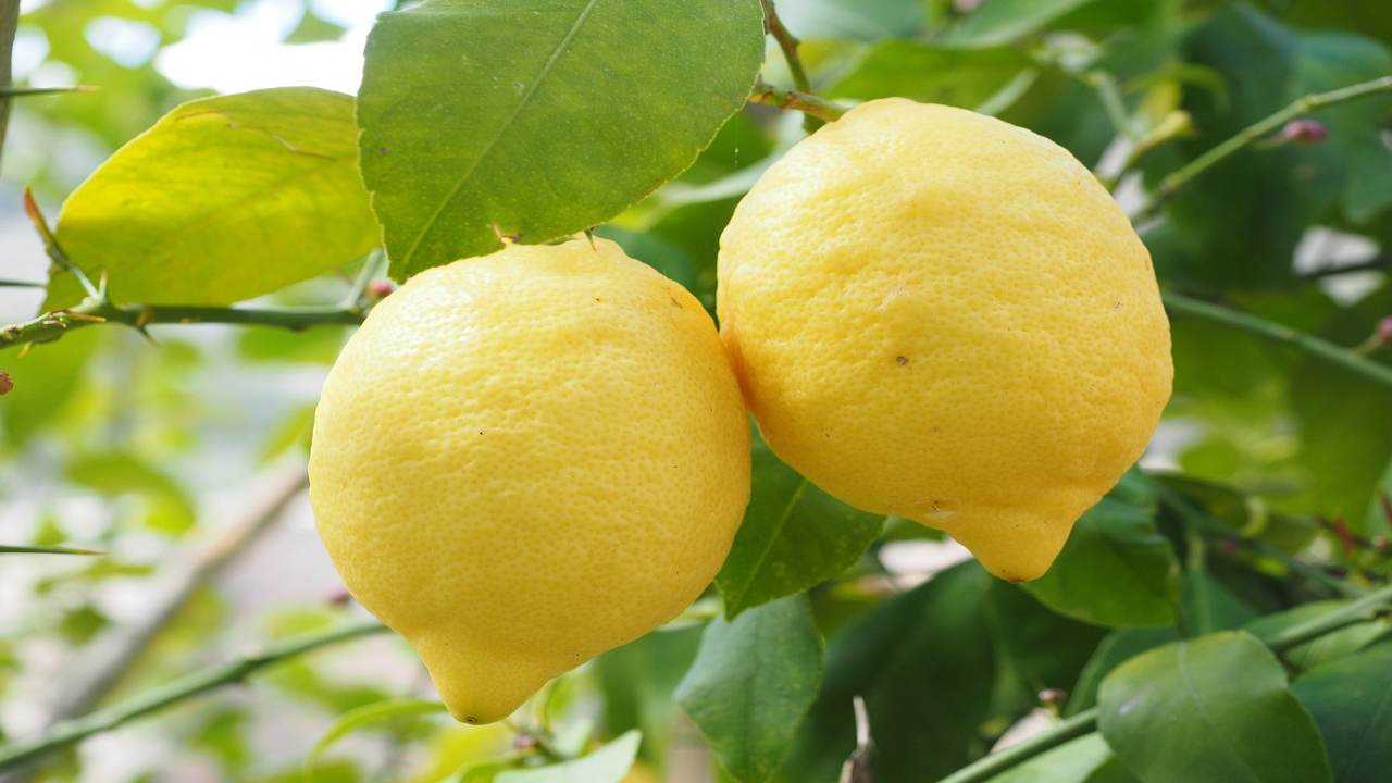 fai crescere i tuoi limoni in un lampo