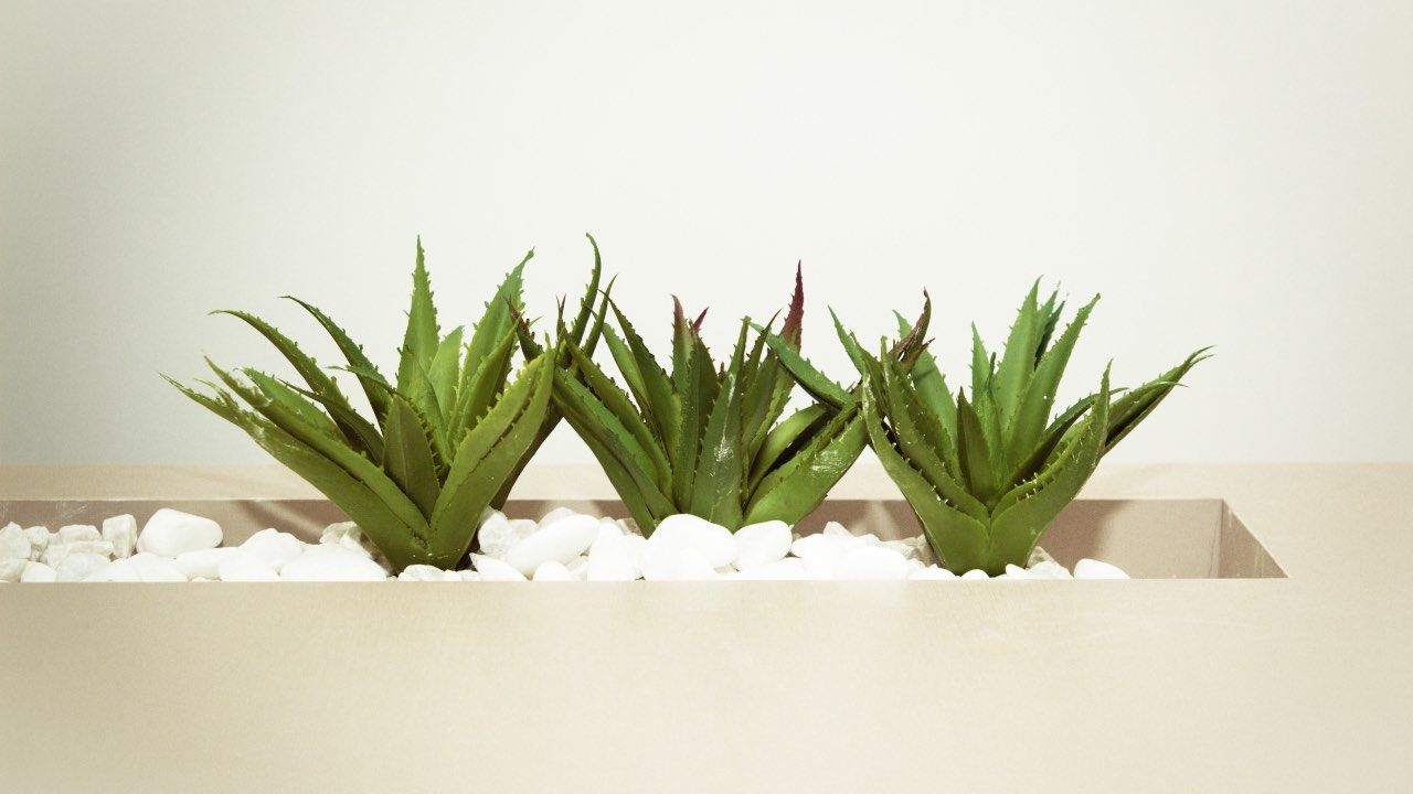 aloe vera benefici