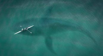 Qual è l’animale più grande al mondo? La sua lingua è grande quanto un elefante