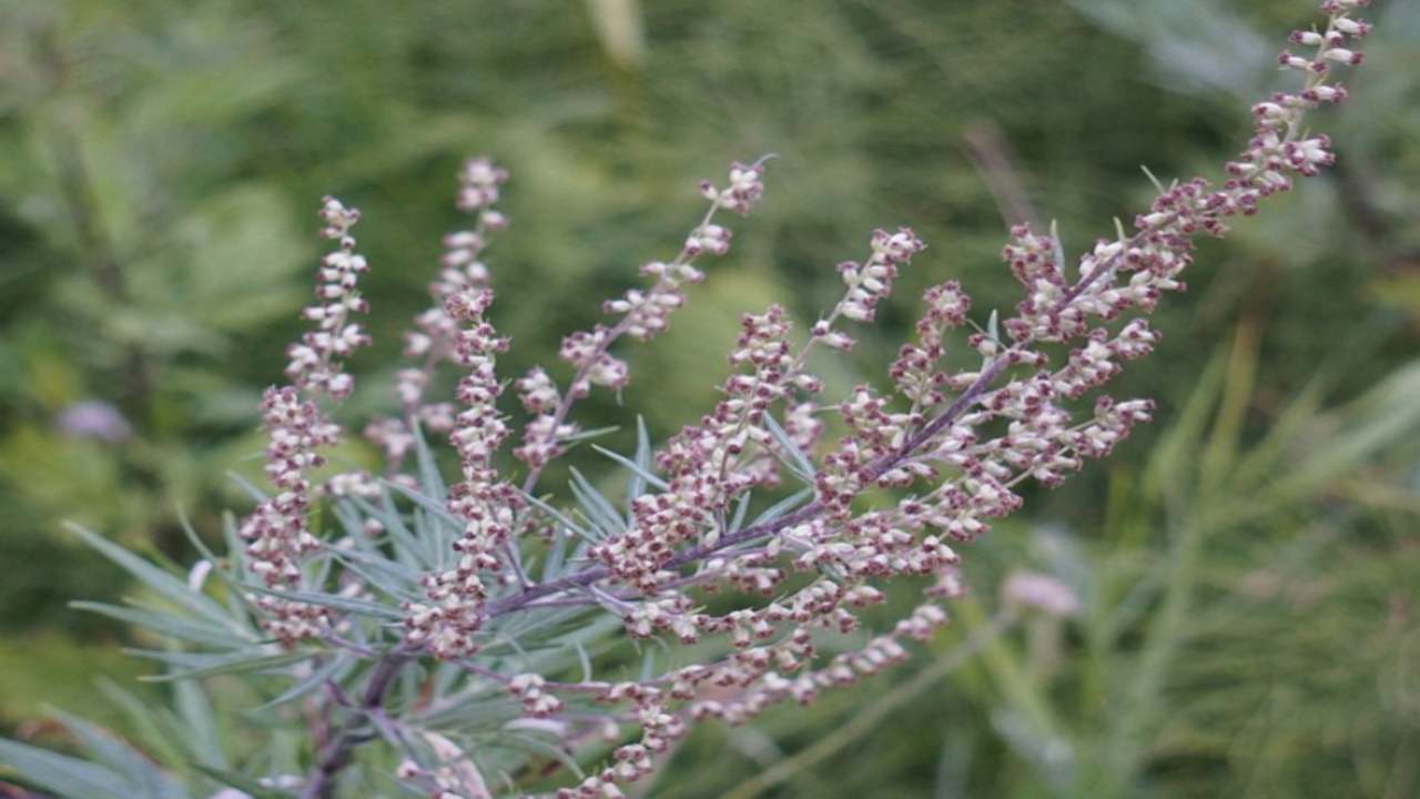 artemisia perchè si riteneva avesse effetti magici