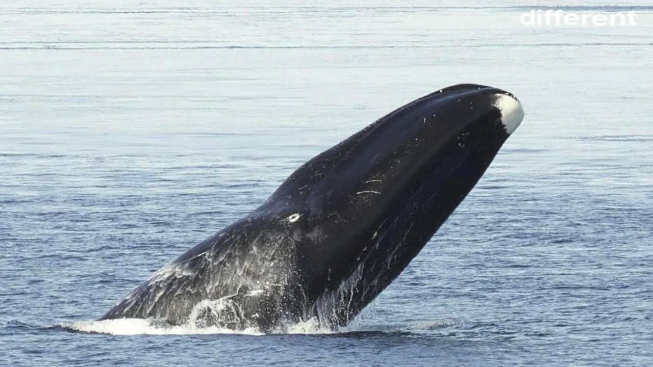 balene artico permanenza inverno