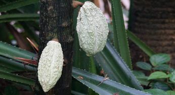 Fertilizzanti naturali, dimentica il caffè e le uova: la svolta