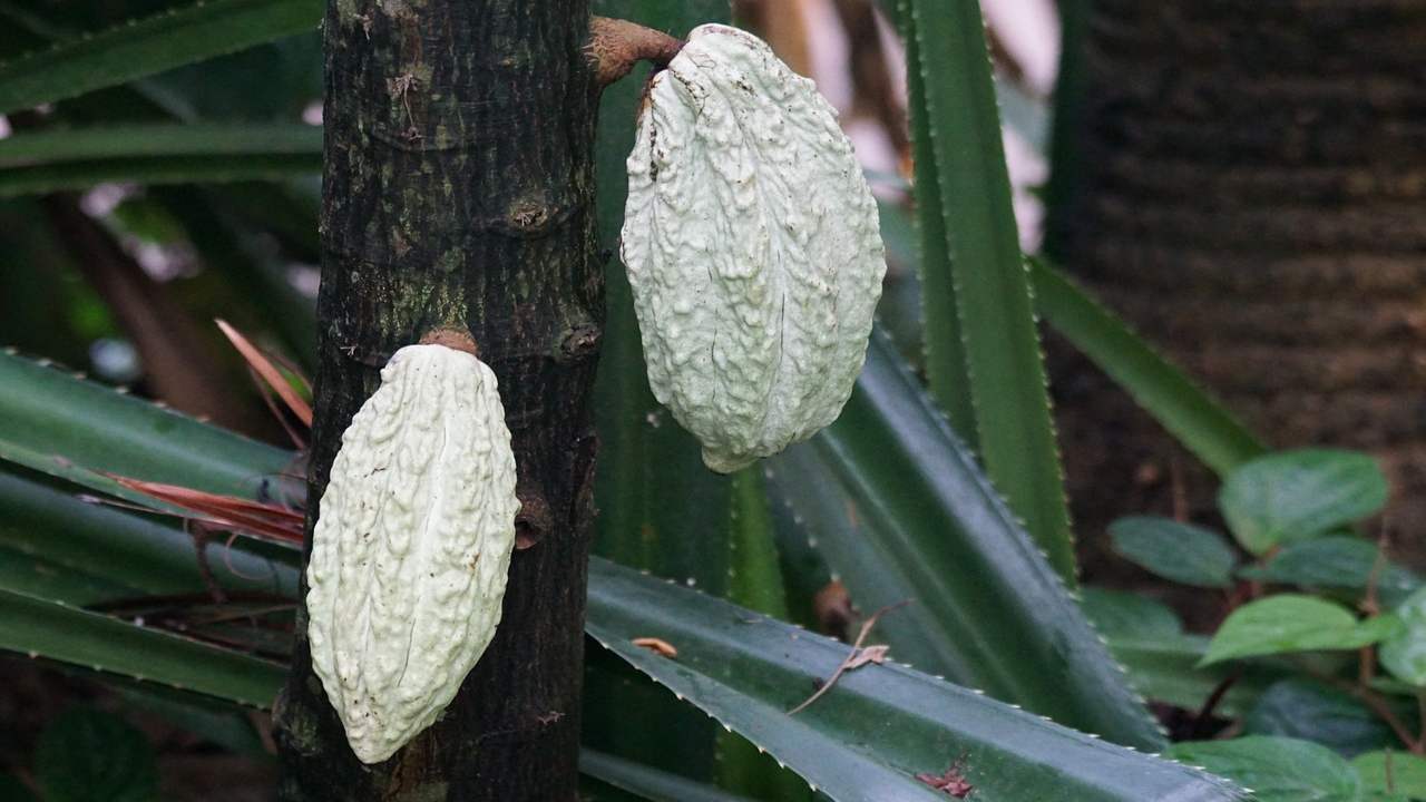 prodotto naturale portentoso per la fertilizzazione delle piante