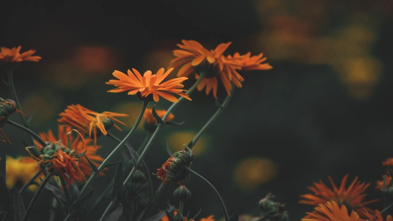 Piante fiorite calendula