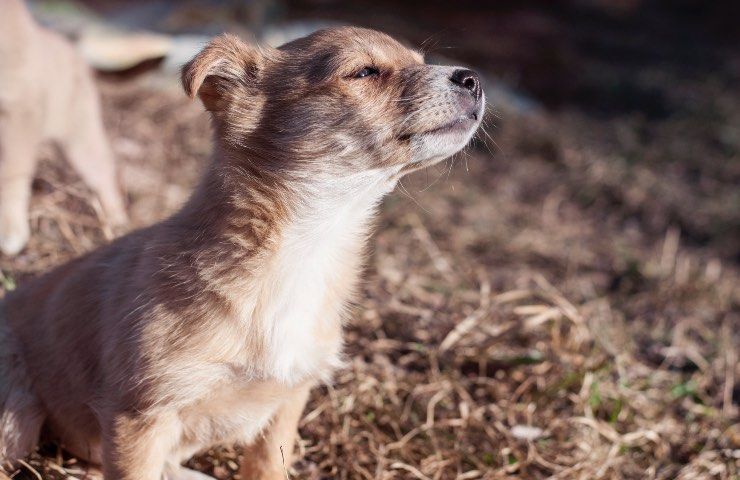 cane olfatto senso