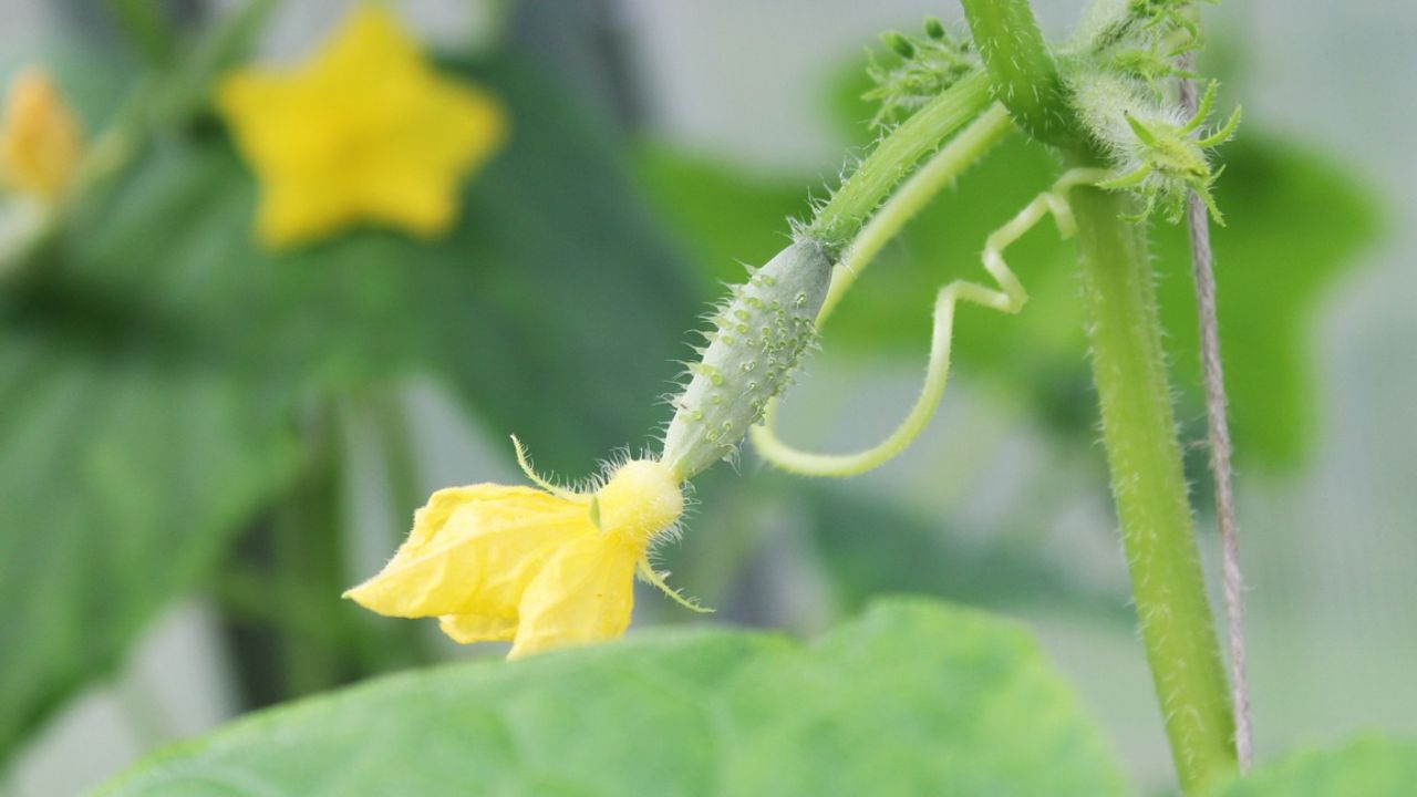 semina cetrioli come quando procedere