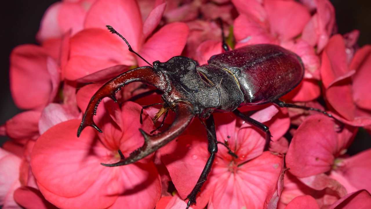 cervo volante bellissimo innocuo conosciamolo meglio