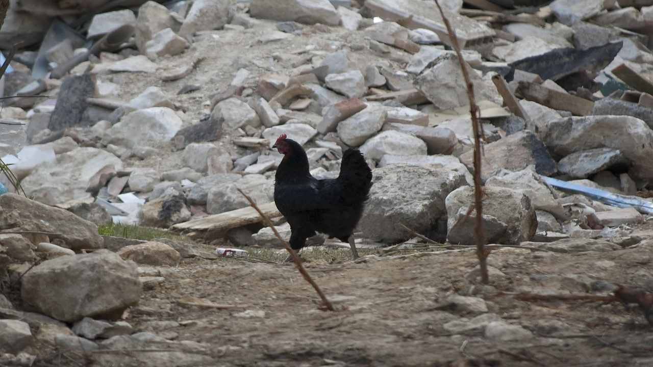 dopo il terremoto in Turchia si è registrato uno strano fenomeno