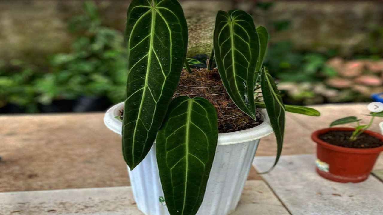 anthurium waroqueanum pianta