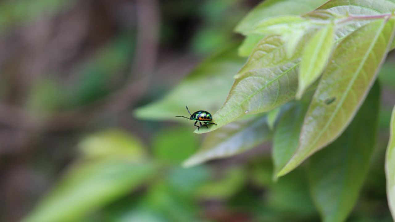 foglie verdi insetto natura