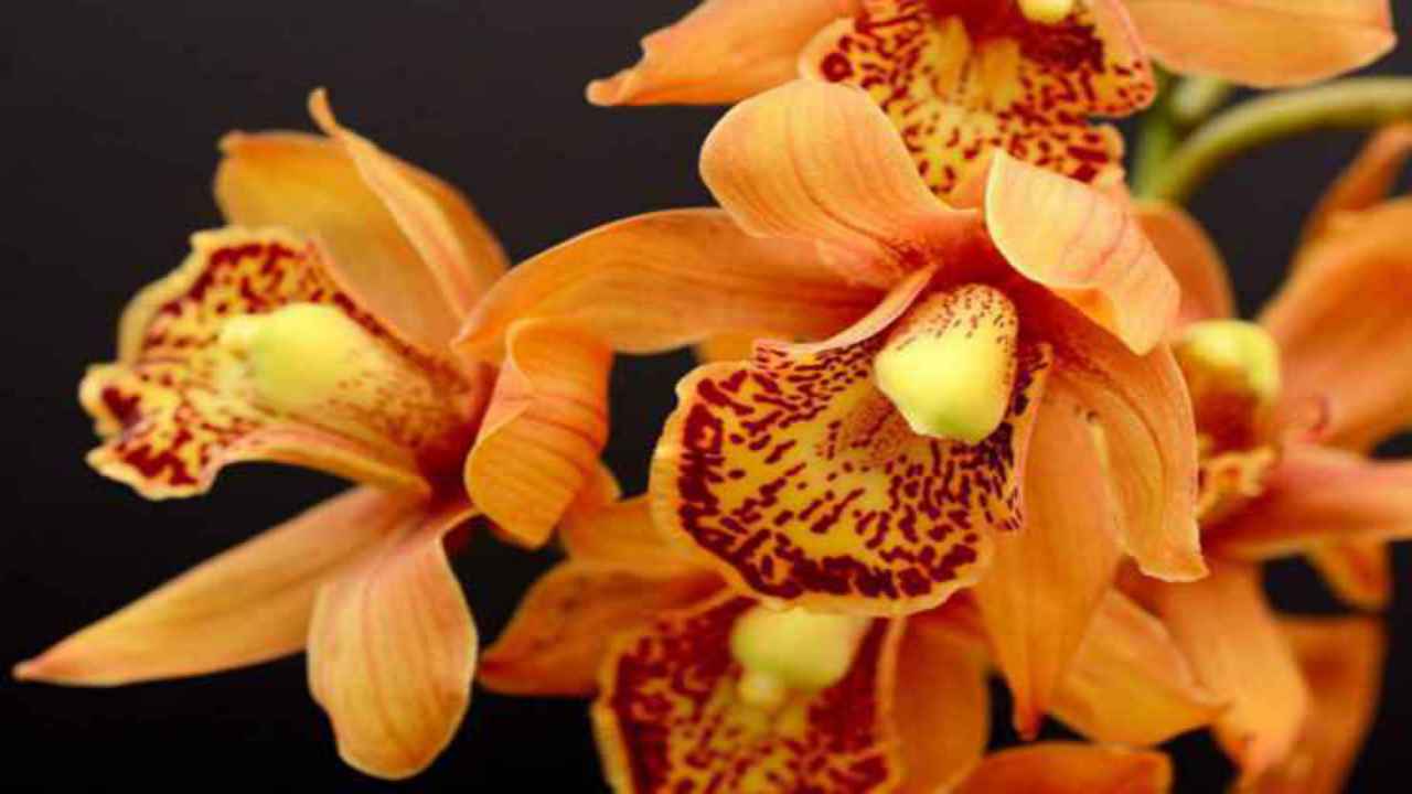 orchidea pianta arancione