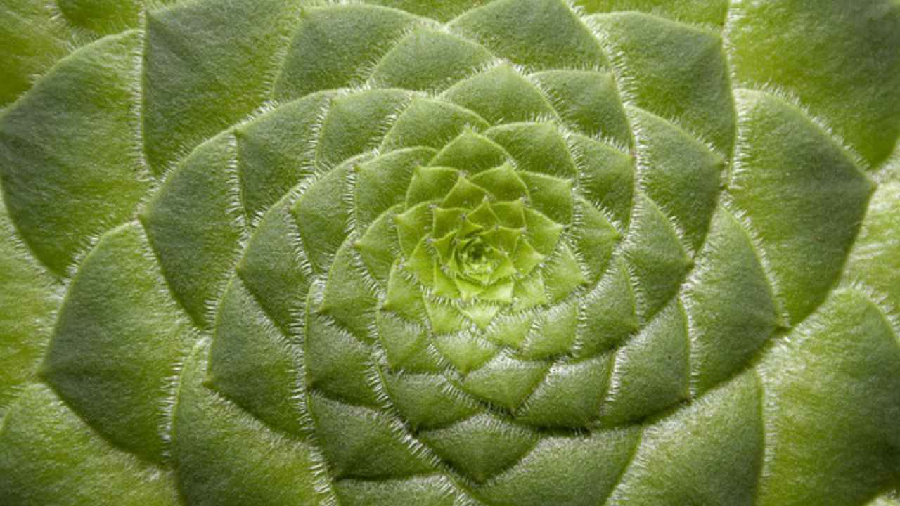 aeonium tabuliforme natura