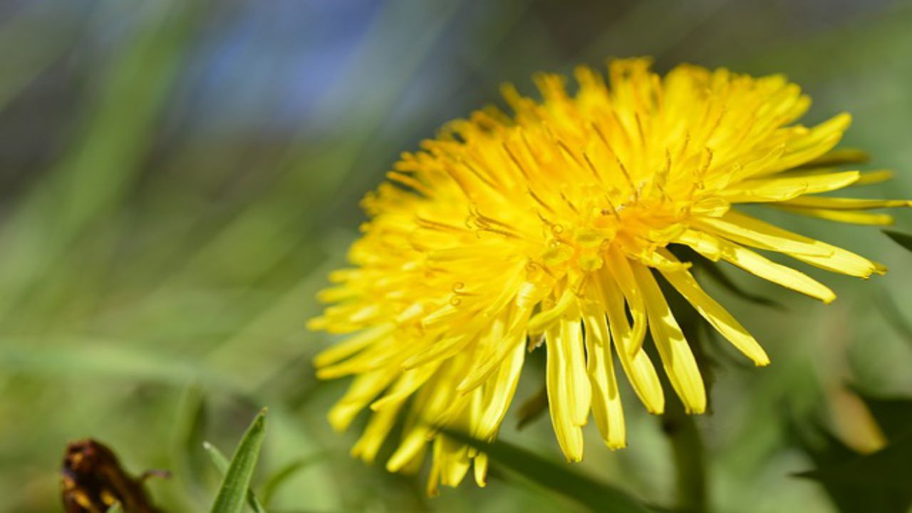 fiore tarassaco natura