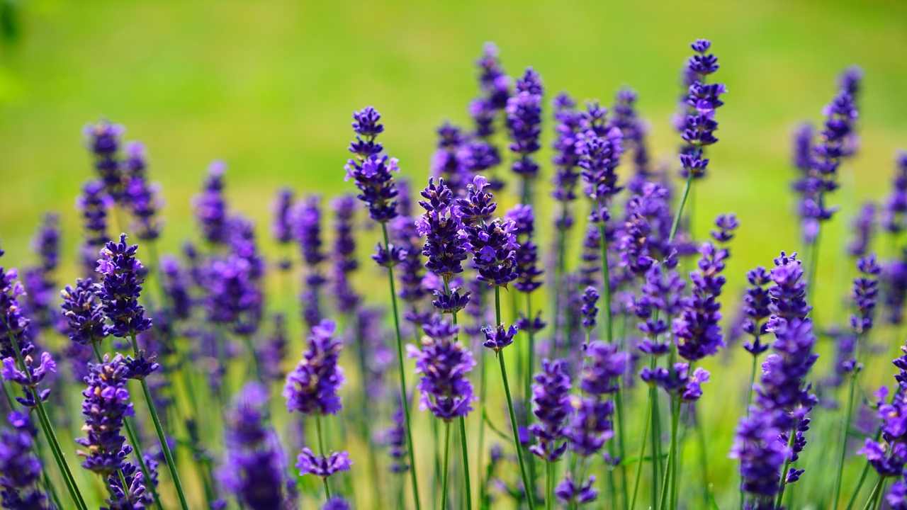 Oleolito alla lavanda preparazione