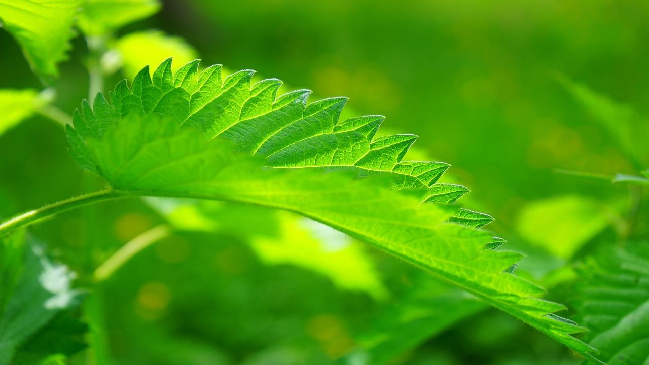 pianta sempre sottovalutata: tutti gli effetti positivi