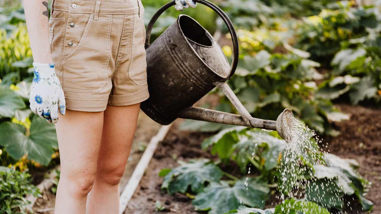 giardinaggio piante facili