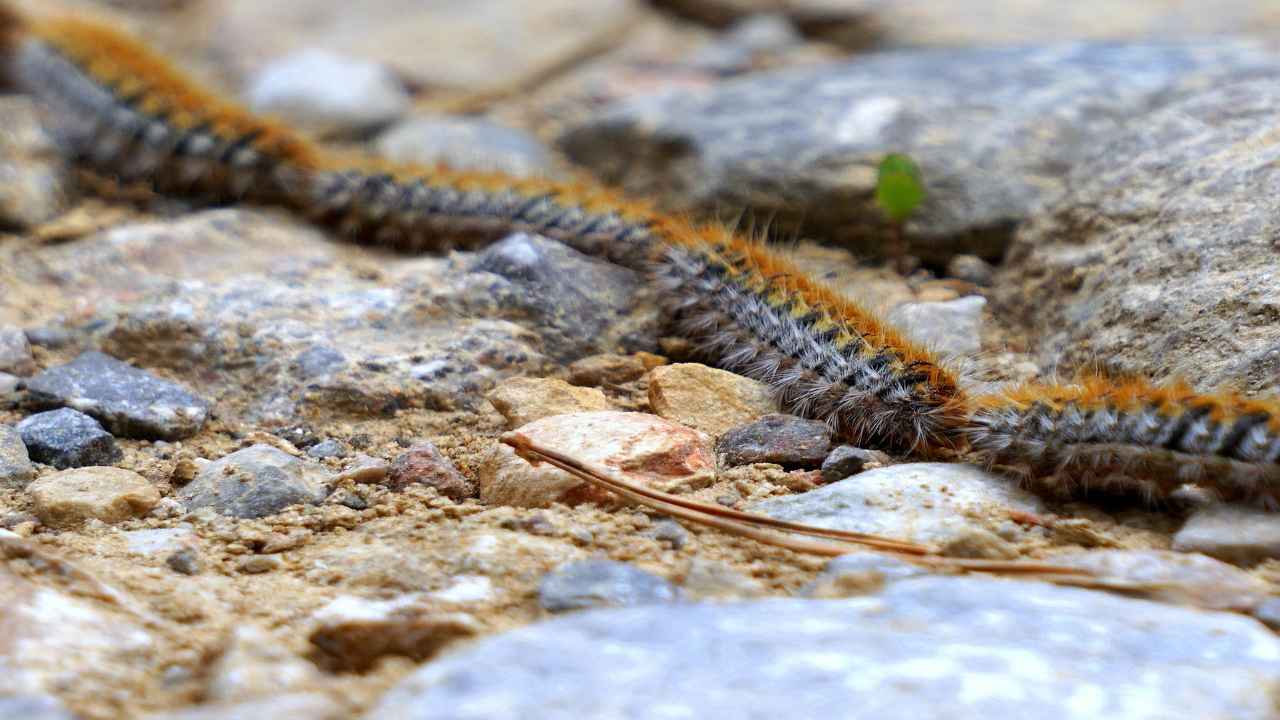 quali sono i campanelli d'allarme per scoprire la processionaria