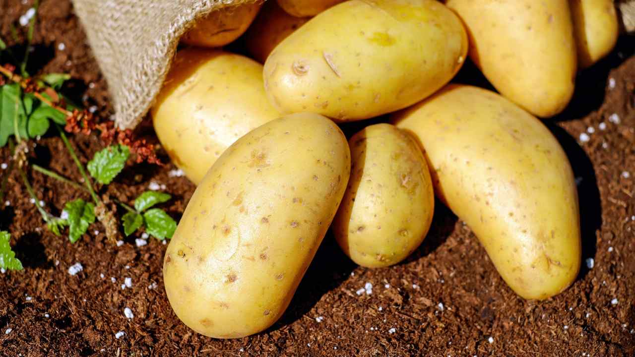 Diversi modi per usare le patate in casa