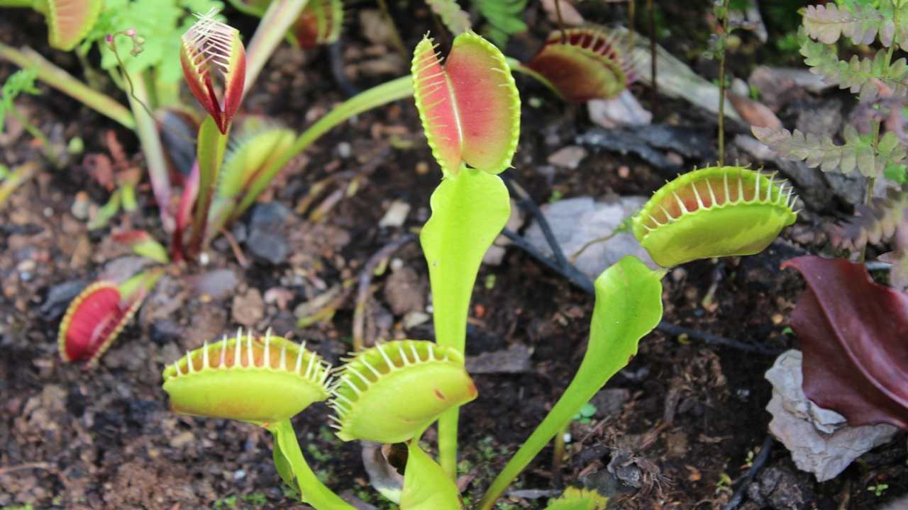 piante carnivore non è buona idea dar loro mangiare perchè