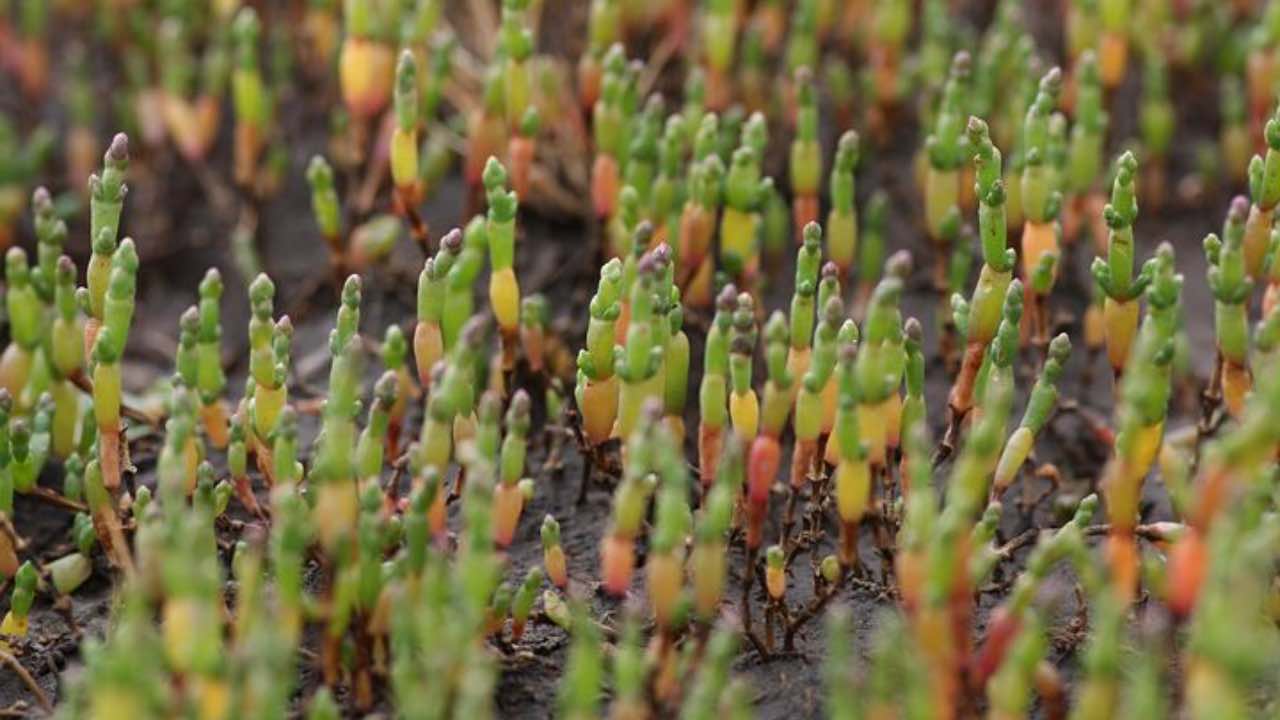 benefici salute salicornia