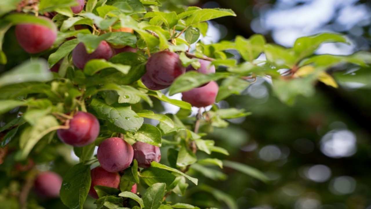 potare susino quando farlo raccogliere frutti succosi saporiti