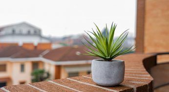 Tre piante per il tuo giardino/terrazzo che amano il sole cocente