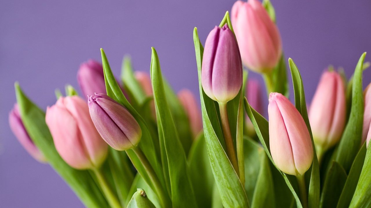 tulipani botanici trucchi giardinaggio