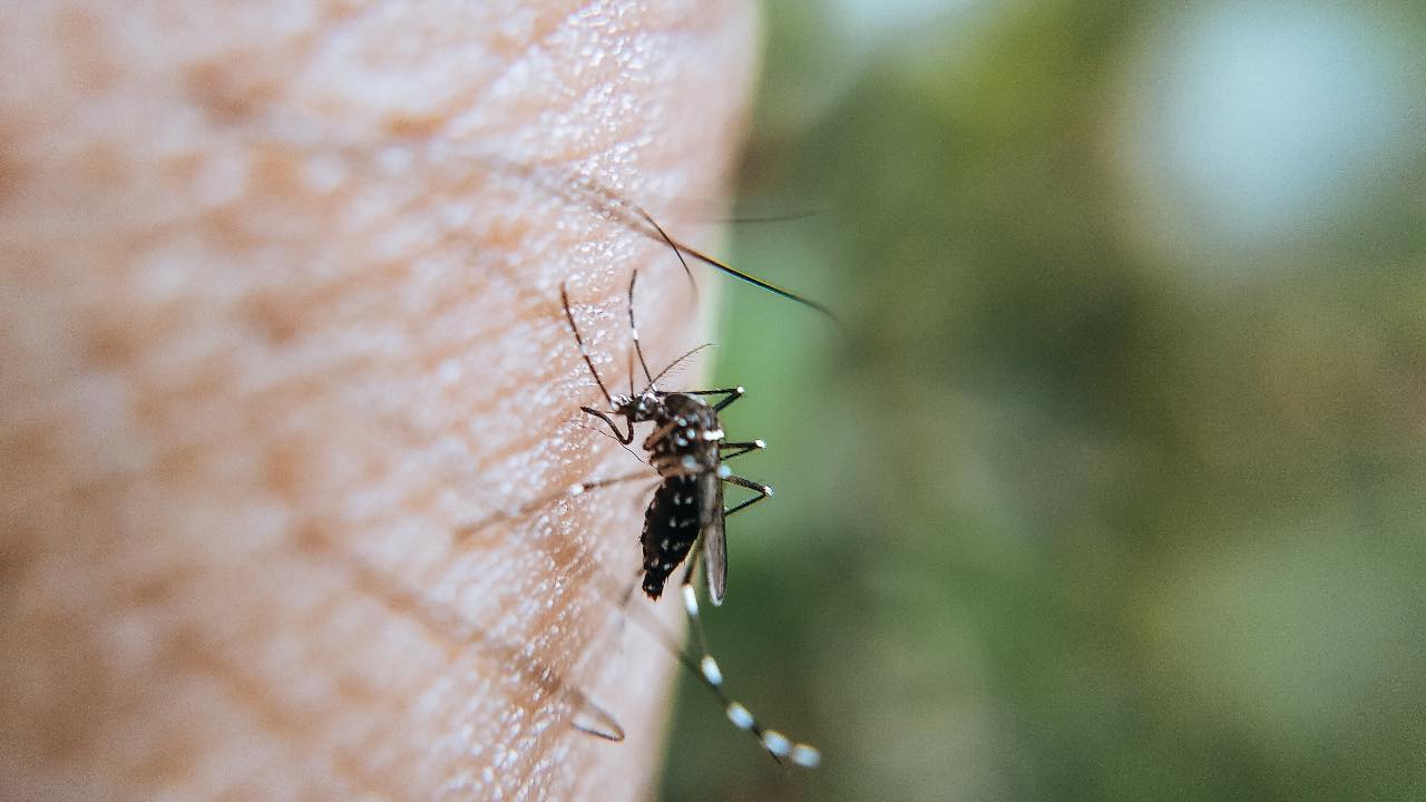 Nya arter av Toxorhynchites-myggor, det är verkligen läskigt: vad de säger…